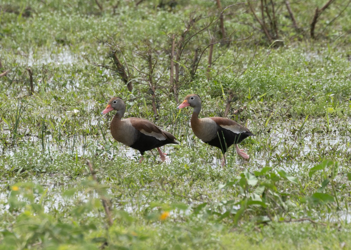 Black-bellied Whistling-Duck (autumnalis) - ML612749079