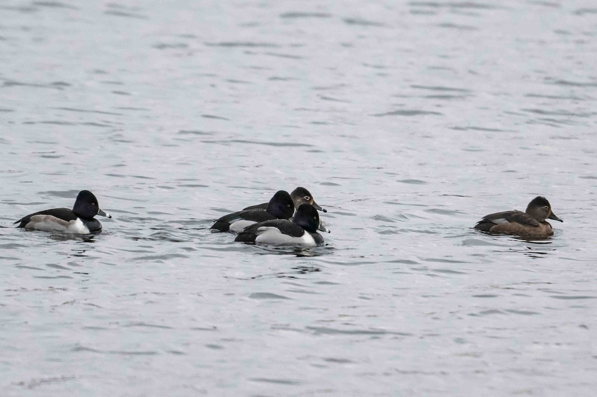 ebird-checklist-28-dec-2023-st-john-s-quidi-vidi-lake-21