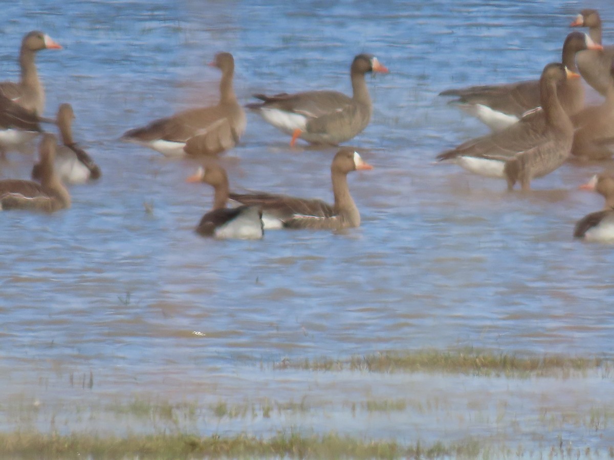 Greater White-fronted Goose - ML612749459