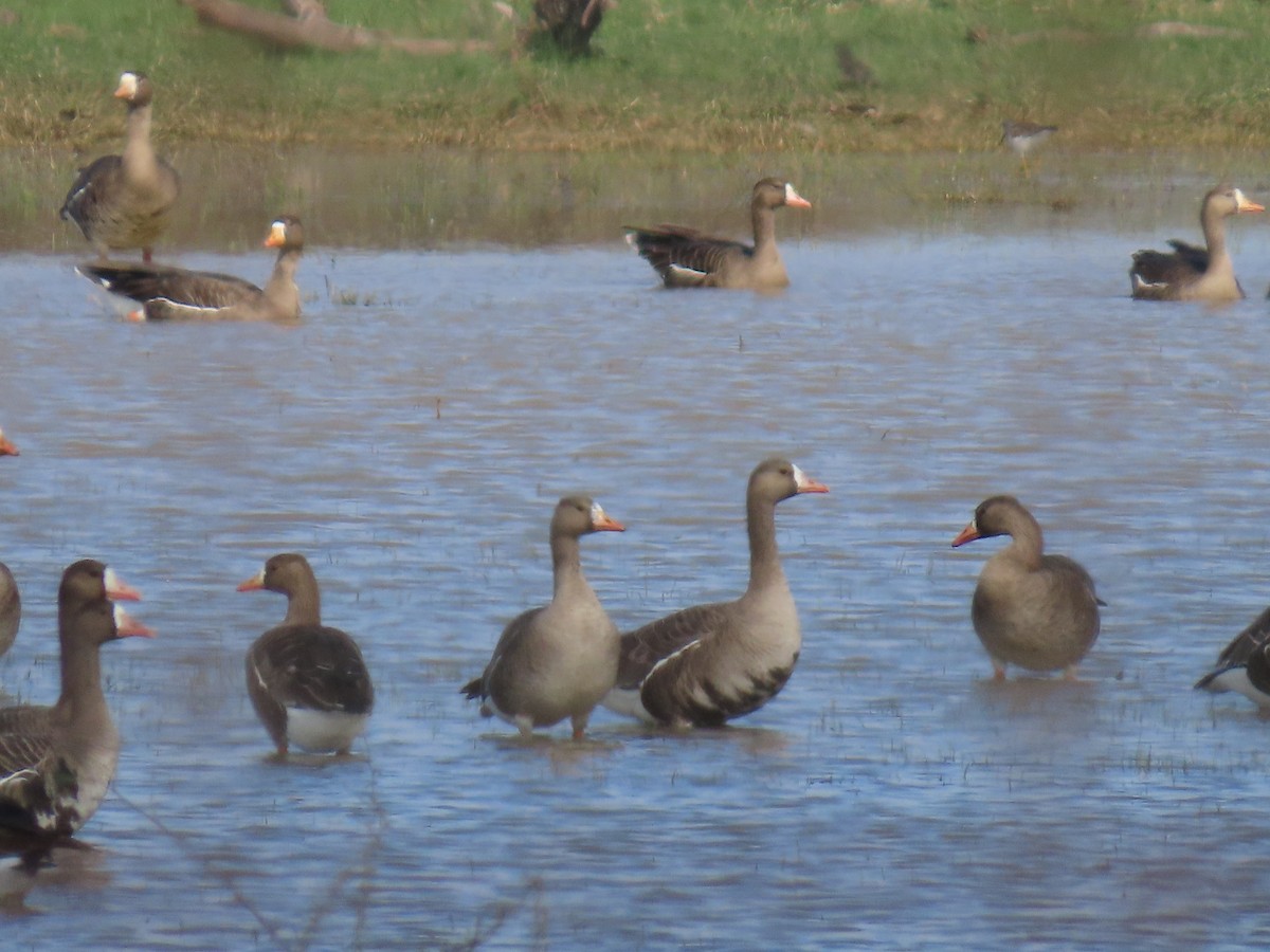 Greater White-fronted Goose - ML612749472
