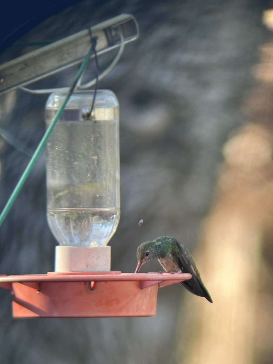 Buff-bellied Hummingbird - ML612749628