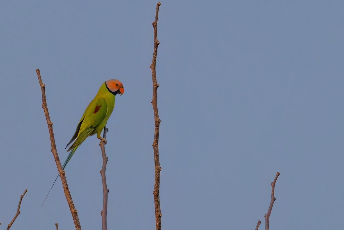 Blossom-headed Parakeet - Jaap Velden