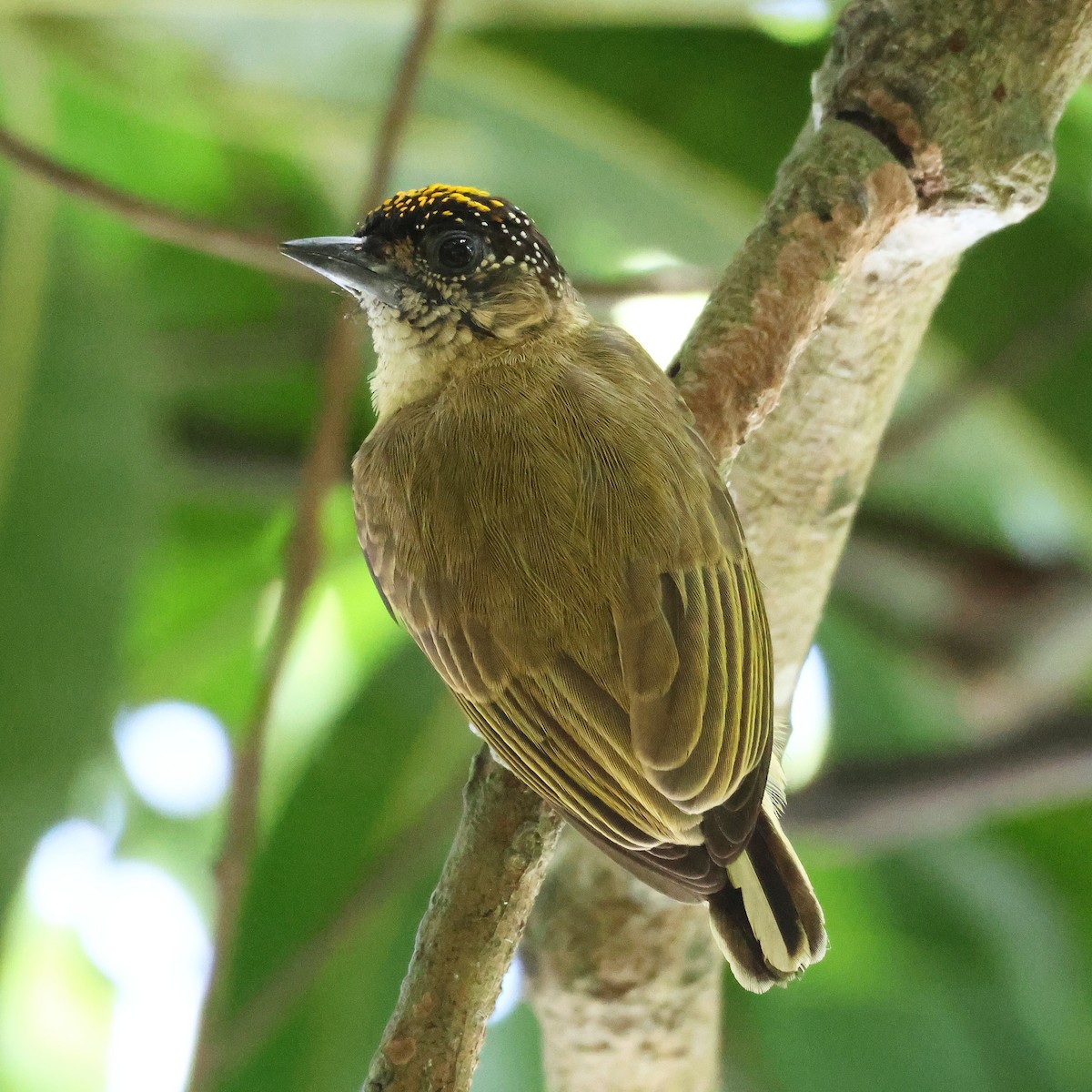 Olivaceous Piculet - ML612750141