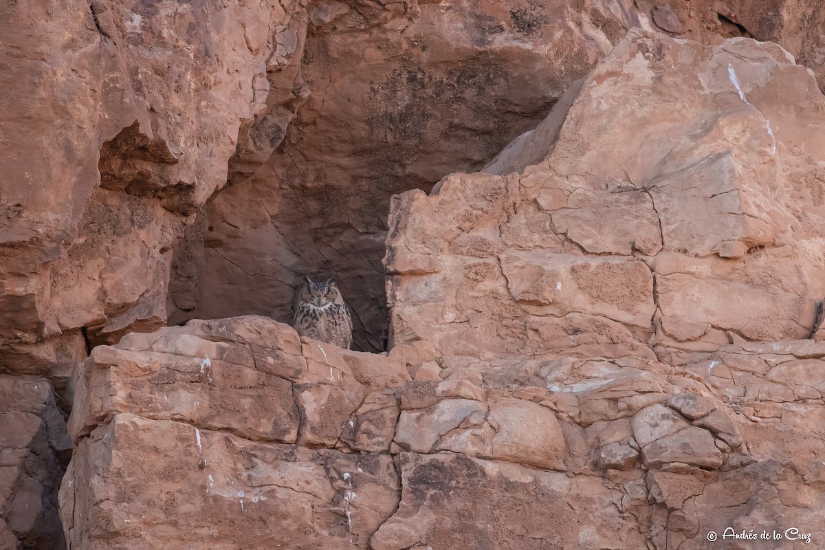 Pharaoh Eagle-Owl - ML612750159