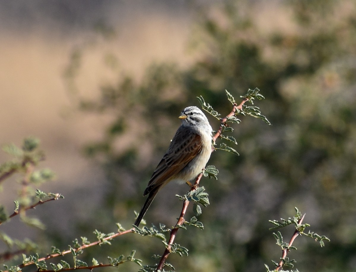 Striolated Bunting - ML612750189
