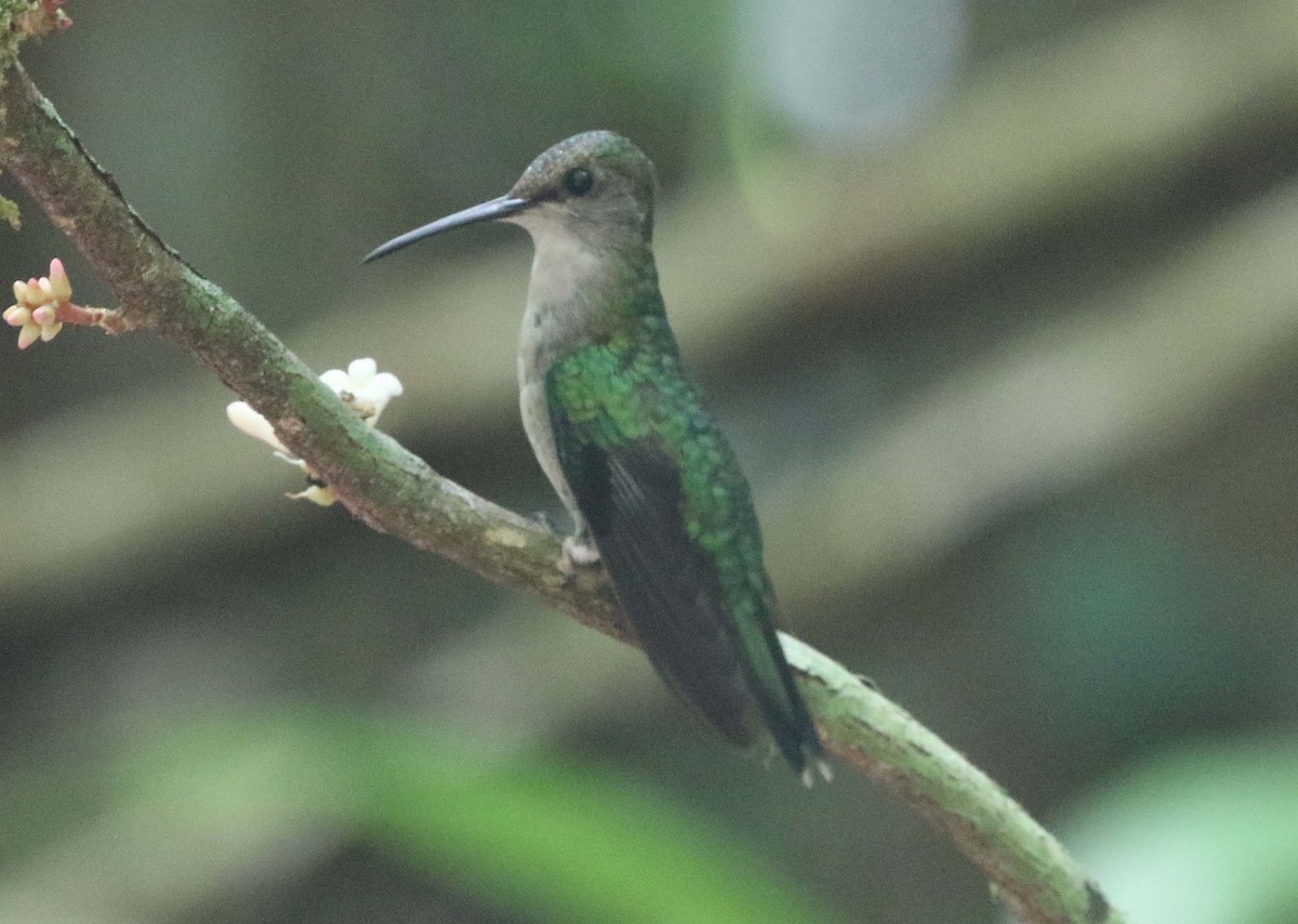 kolibřík pralesní - ML612750204
