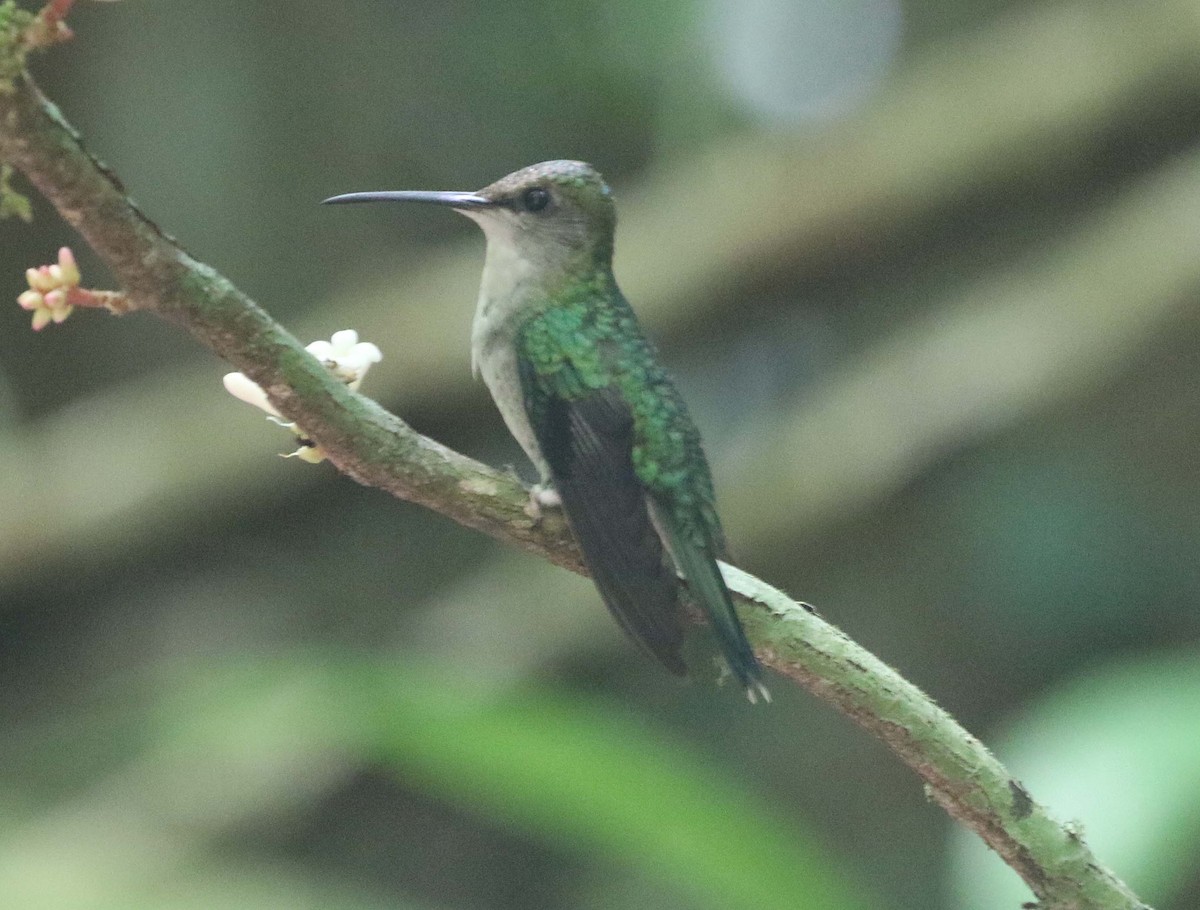 kolibřík pralesní - ML612750205