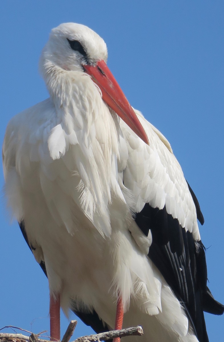 White Stork - ML612750210