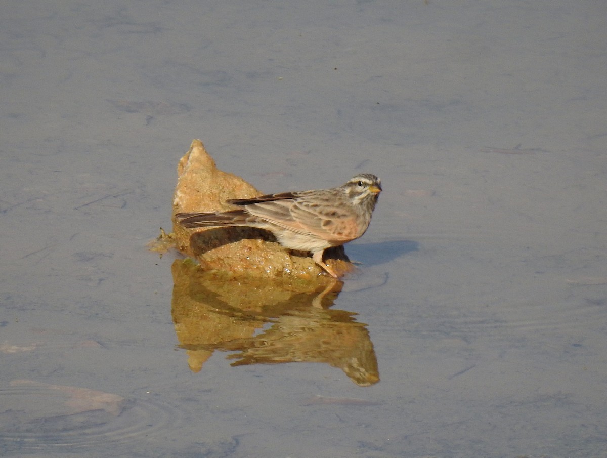 Striolated Bunting - ML612750278