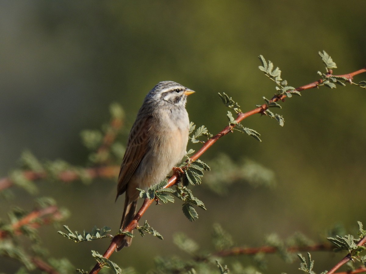 Striolated Bunting - ML612750280