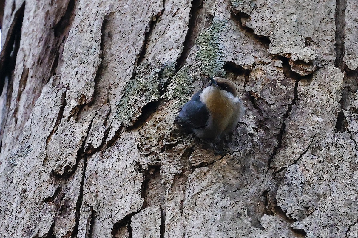 Brown-headed Nuthatch - ML612750487