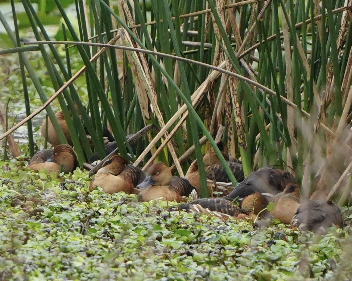 Ebird Checklist Dec The Celery Fields Species