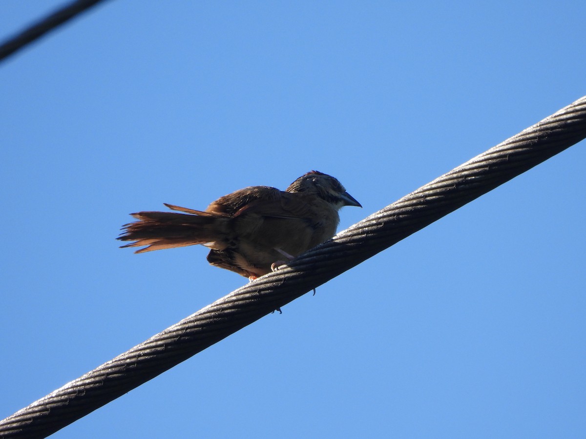 Rusty Sparrow - Alberto Lozano