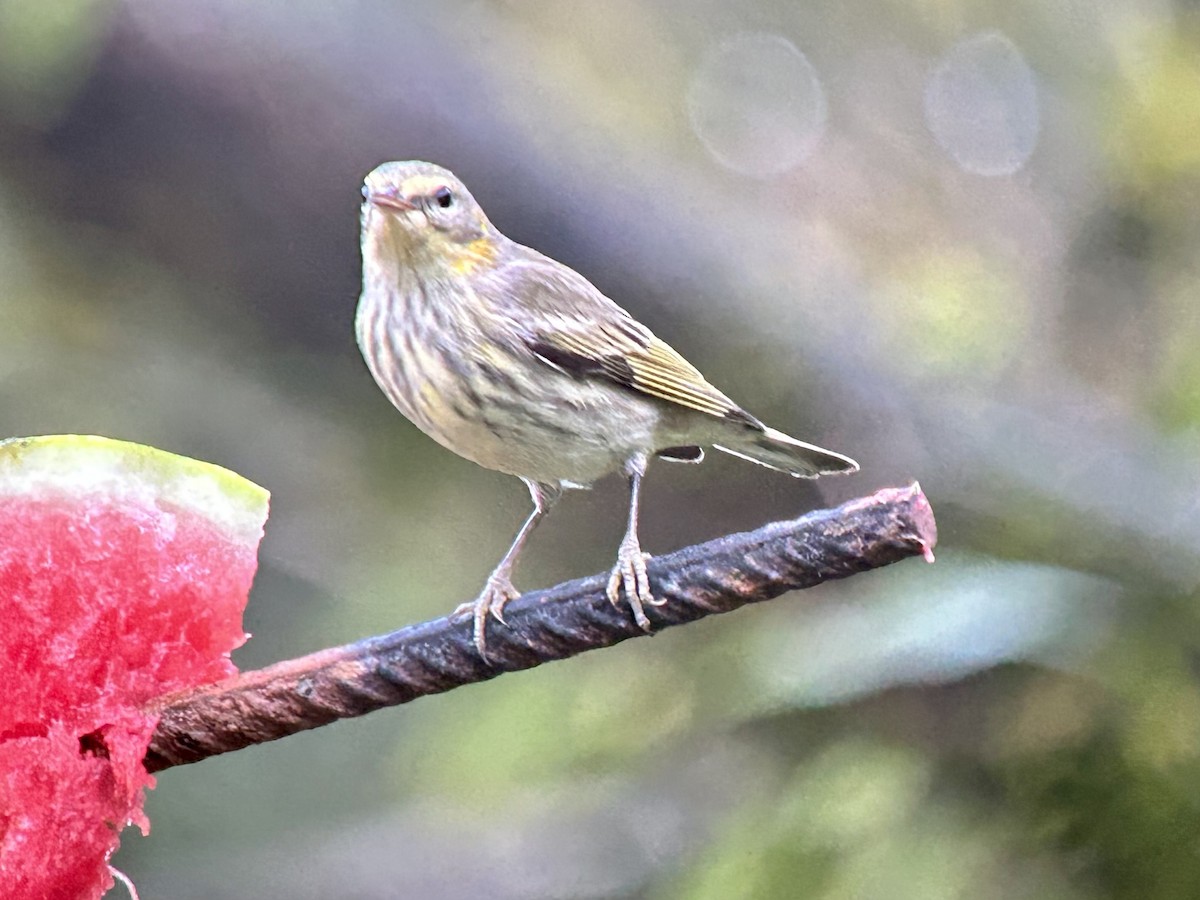 Cape May Warbler - ML612751946