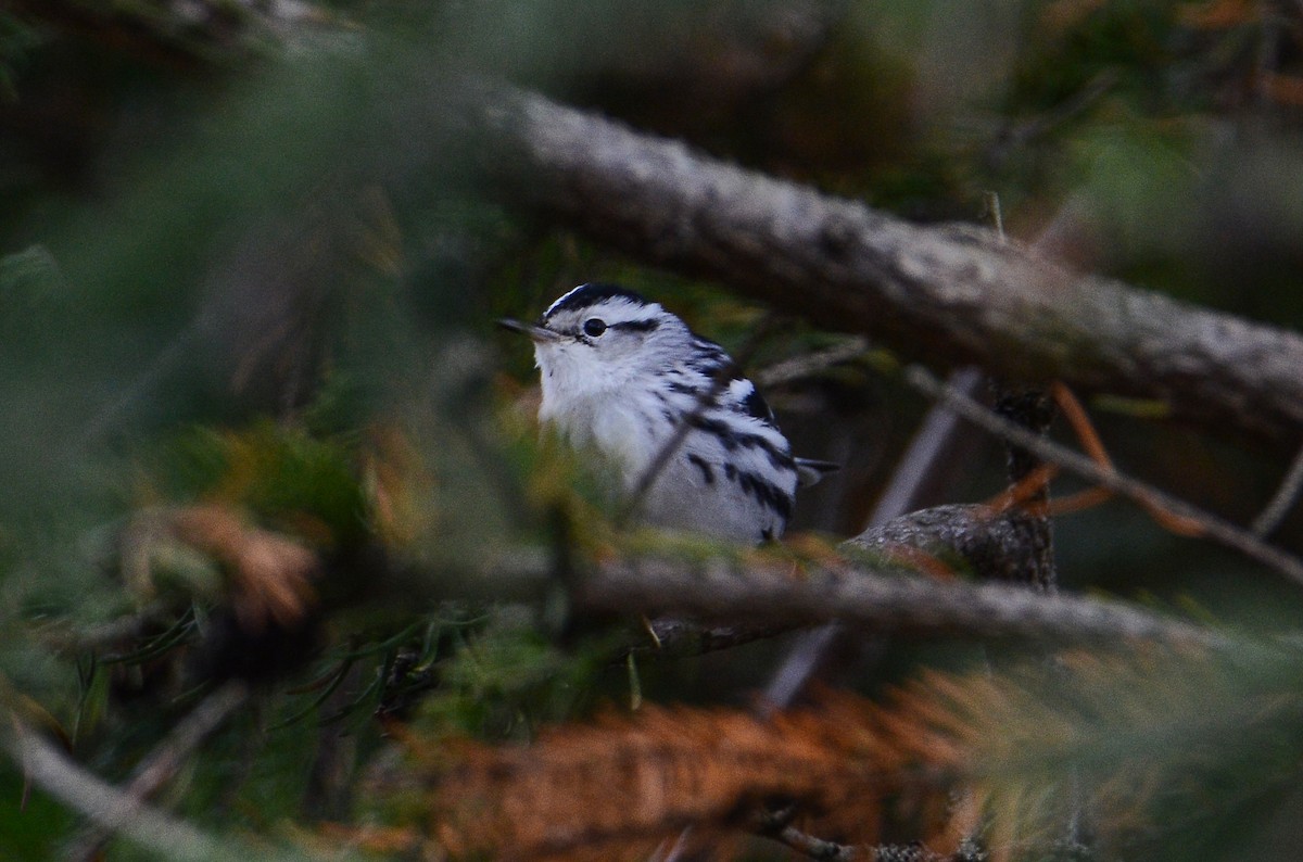 Black-and-white Warbler - ML612751962