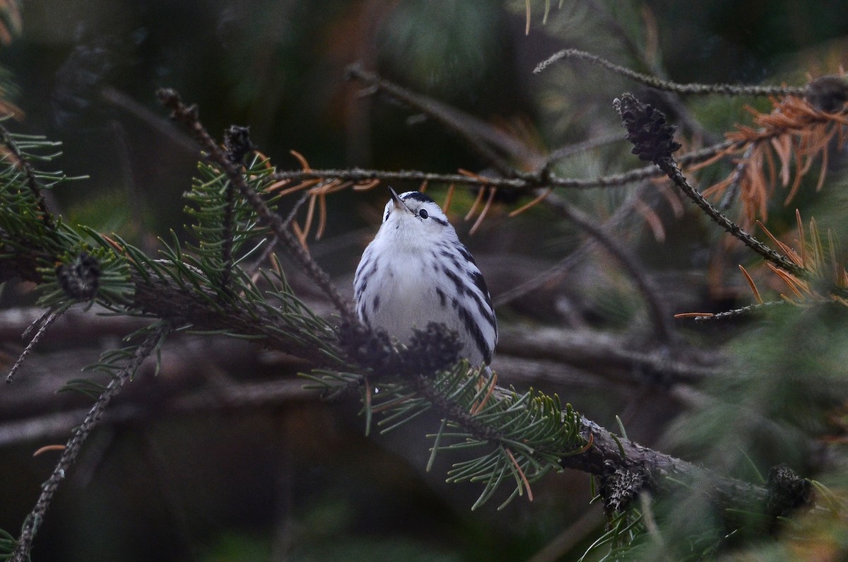 Black-and-white Warbler - ML612751964