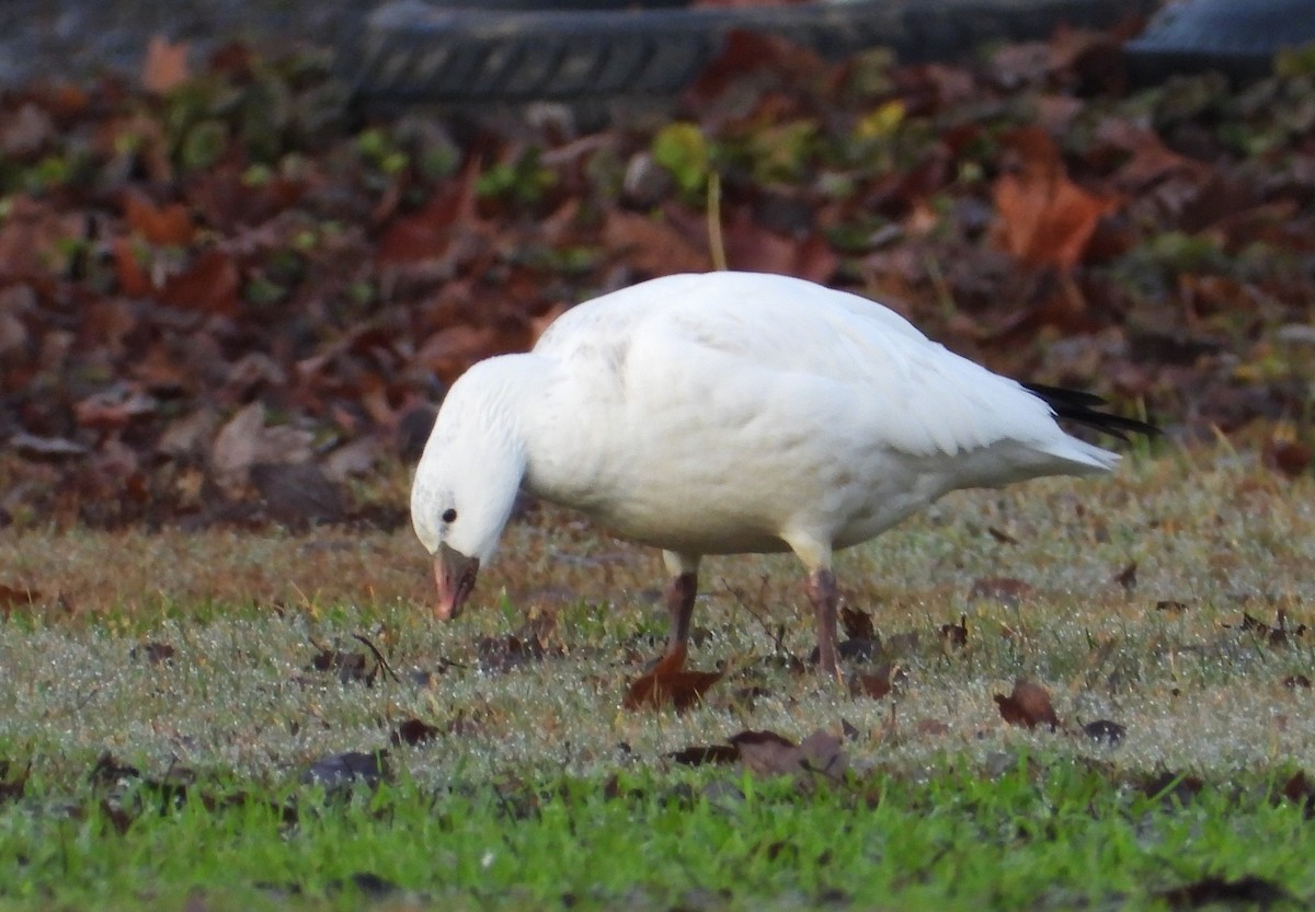 Ebird Checklist Dec Bull Run Regional Park Species