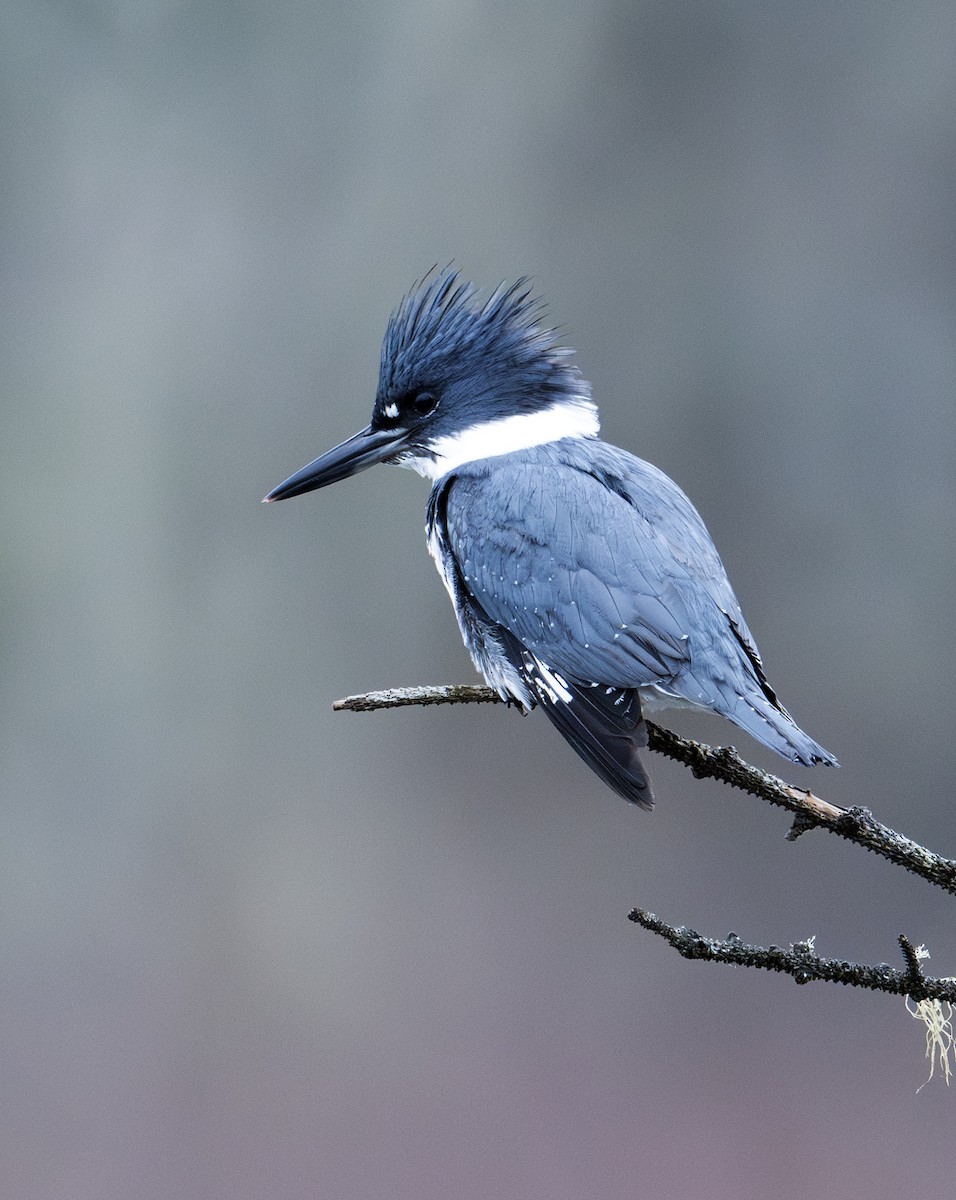Belted Kingfisher - ML612752201