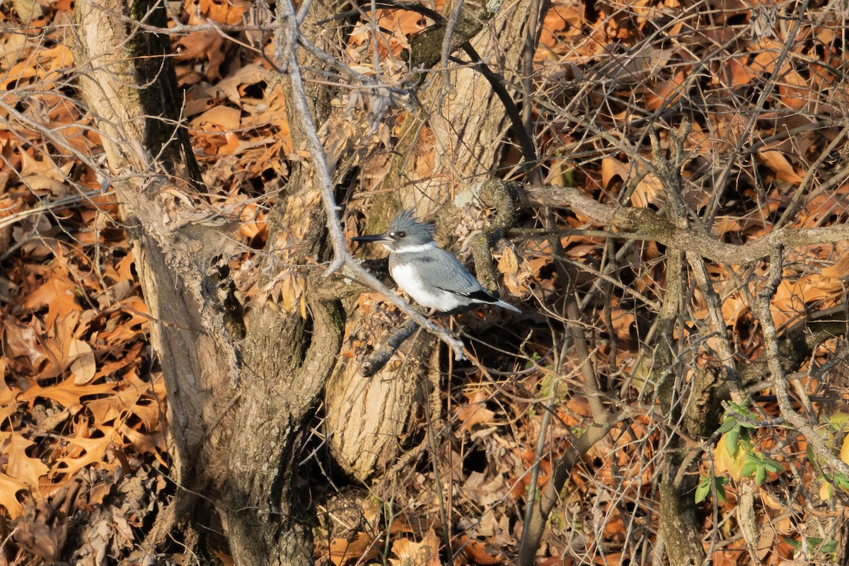 Belted Kingfisher - ML612752370