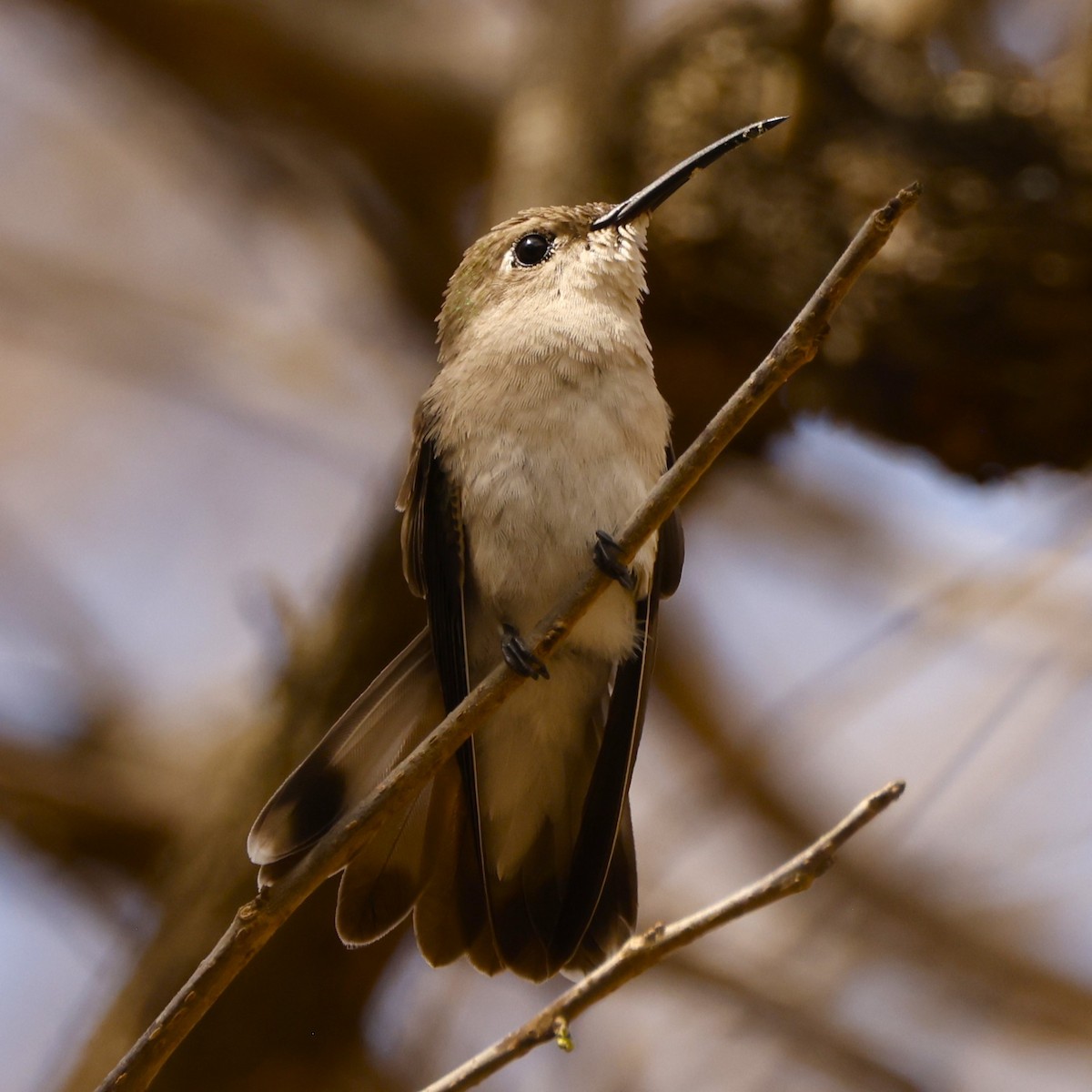 Tumbes Hummingbird - John Mills