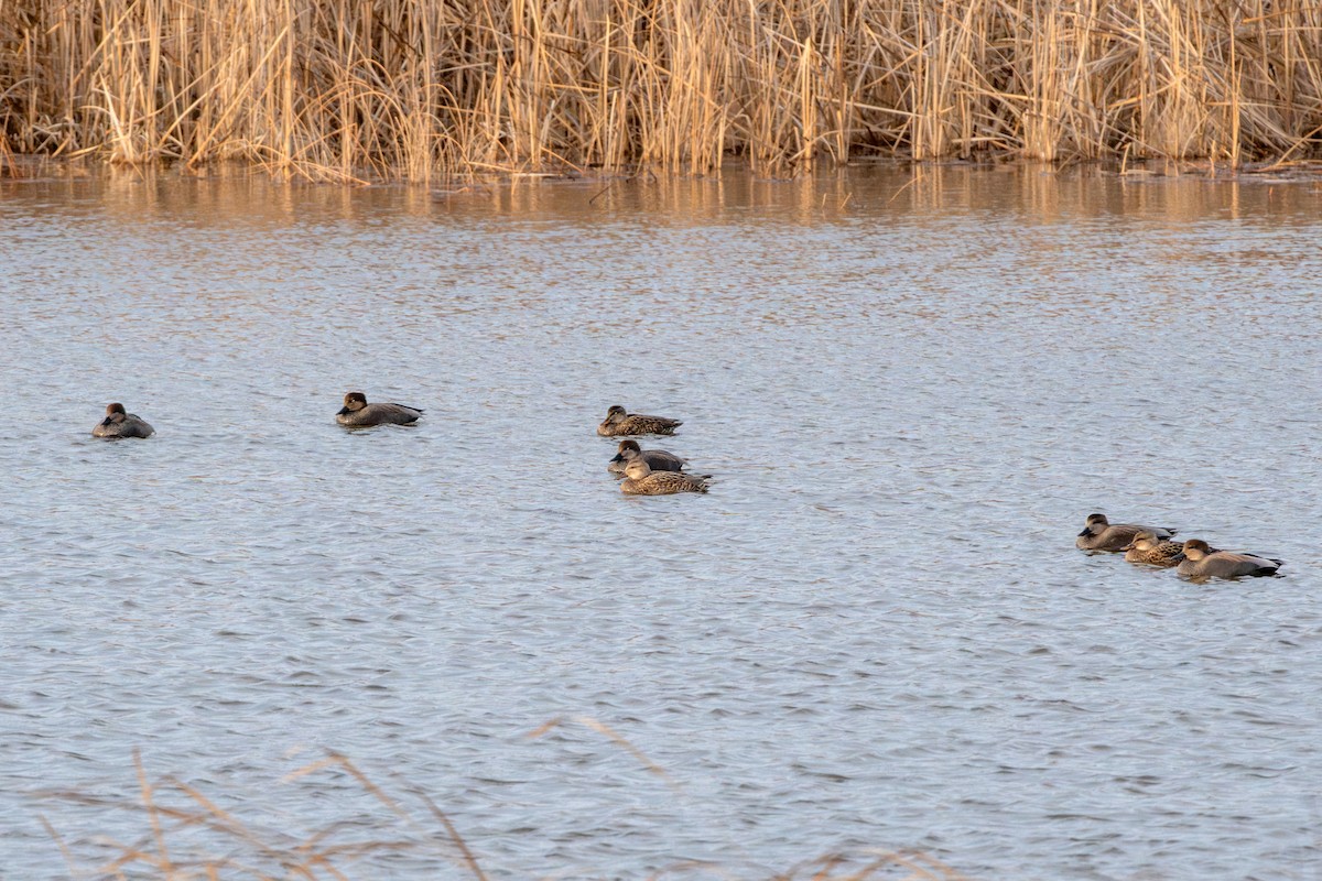 Ebird Checklist Dec Springbrook Prairie Forest Preserve