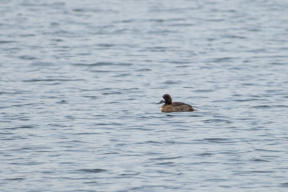 Greater Scaup - ML612753081