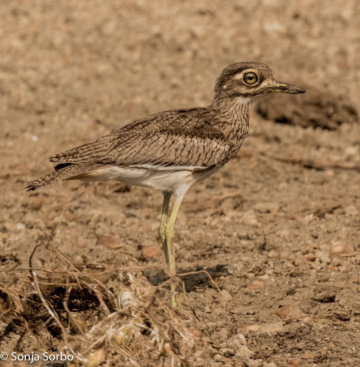 Water Thick-knee - Sonja Sorbo