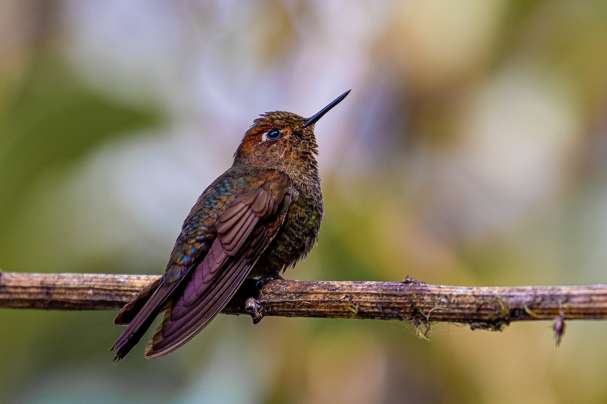 Coppery Metaltail - Danny Vargas - Manakin Expeditions