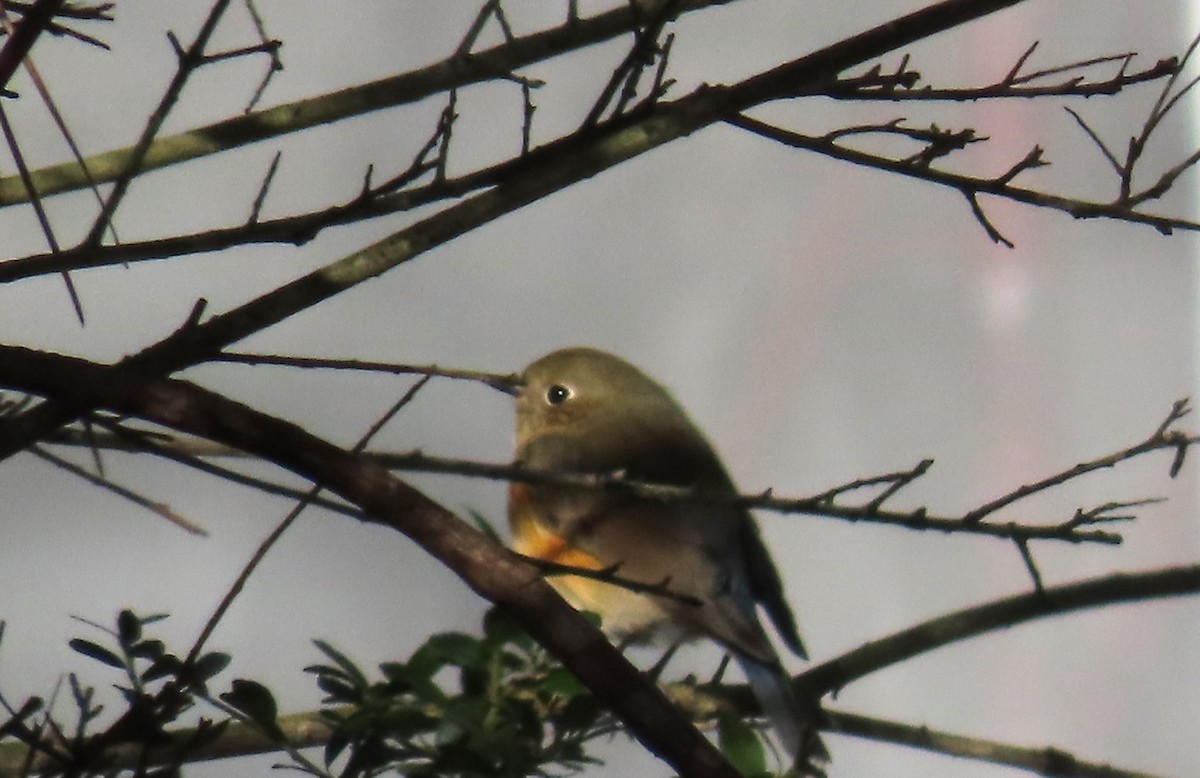Red-flanked Bluetail - ML612753593