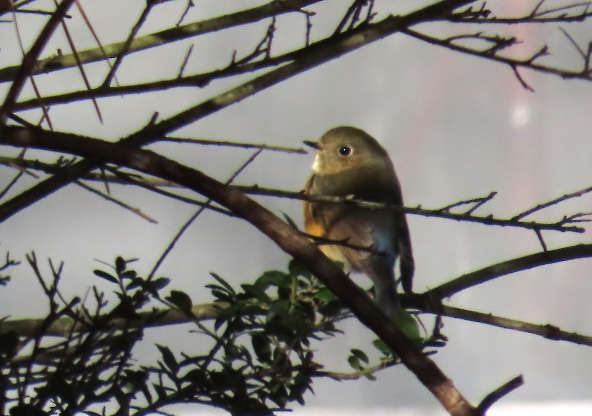 Red-flanked Bluetail - ML612753620