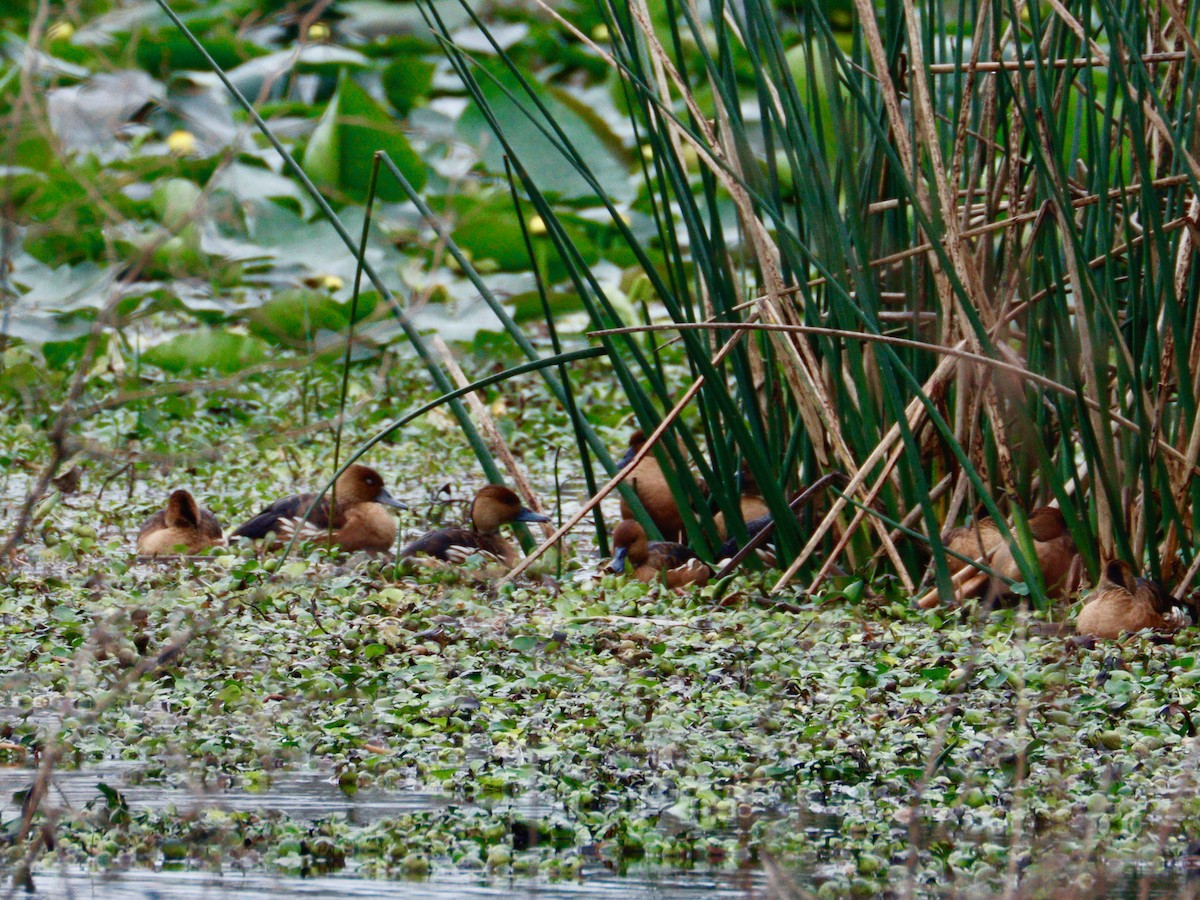 eBird Checklist 28 Dec 2023 The Celery Fields 38 species