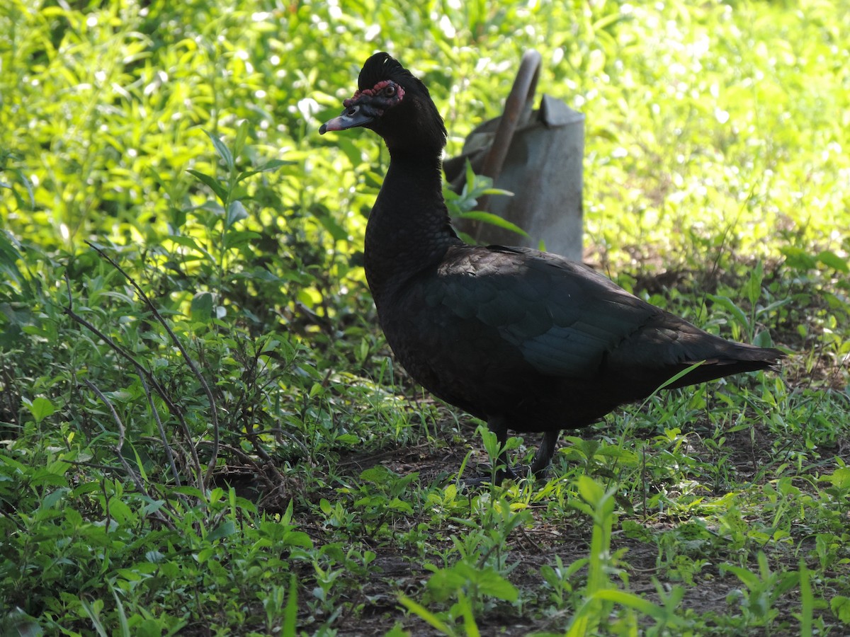 Muscovy Duck (Domestic type) - ML612754337