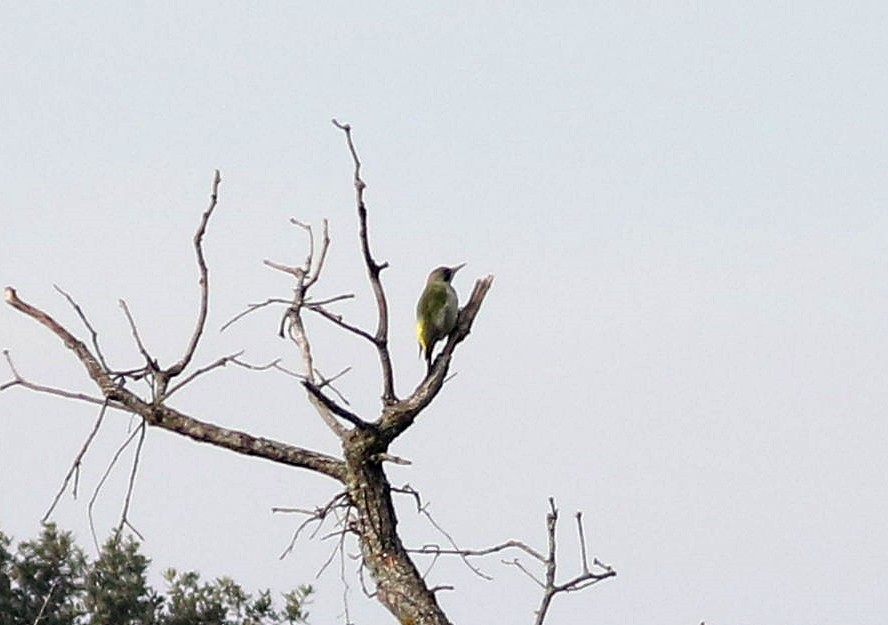 Iberian Green Woodpecker - ML612754371