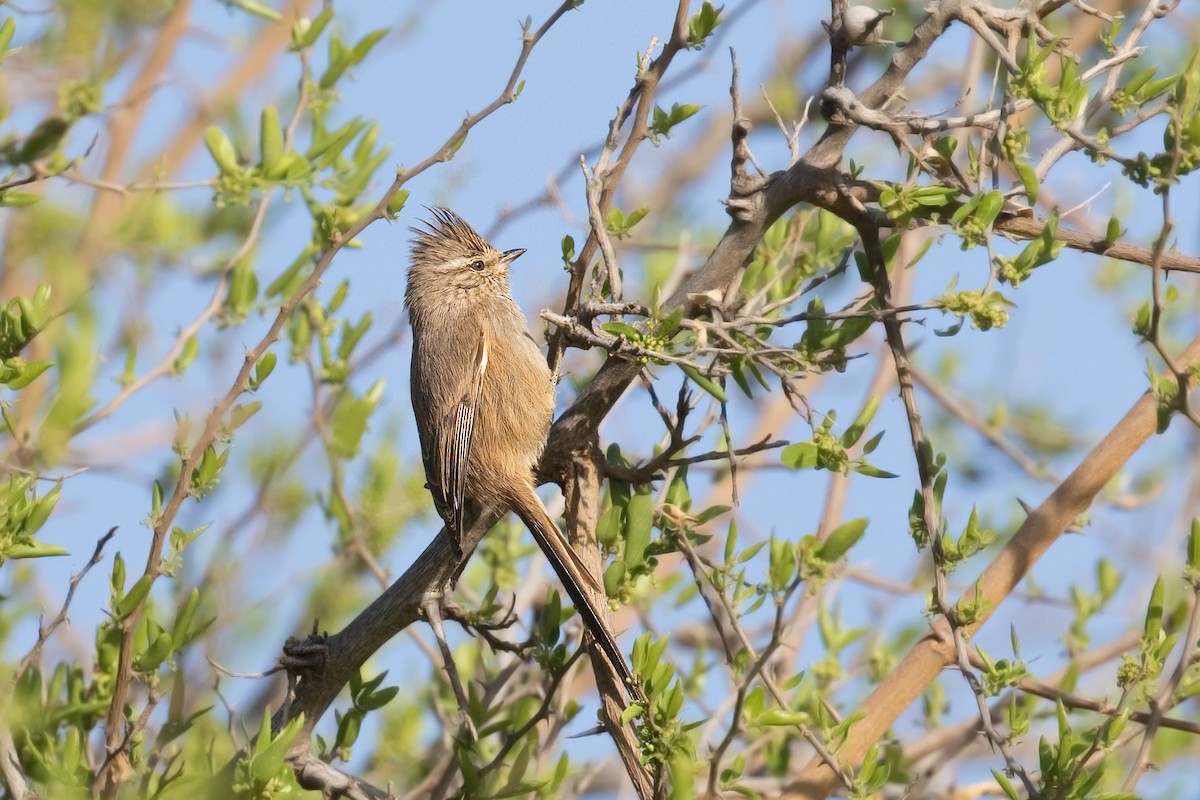 Tufted Tit-Spinetail - ML612754461