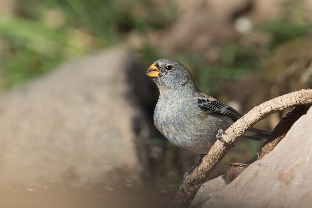 Band-tailed Seedeater - Michel Gutierrez