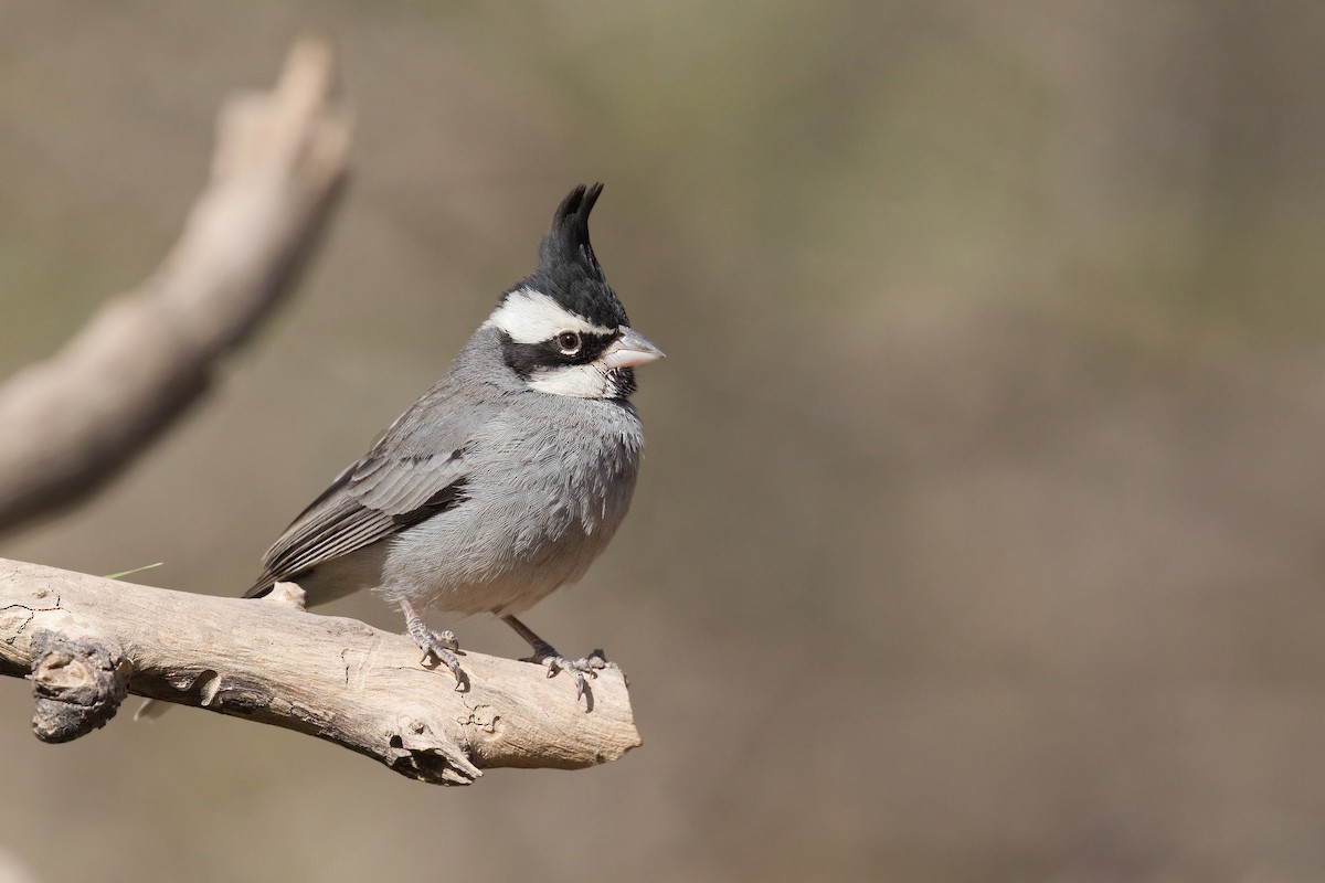 Black-crested Finch - ML612754526