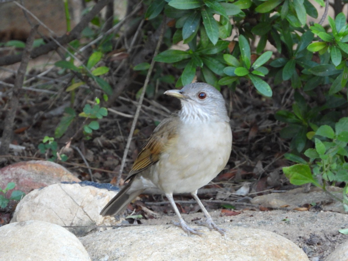 Pale-breasted Thrush - ML612754763