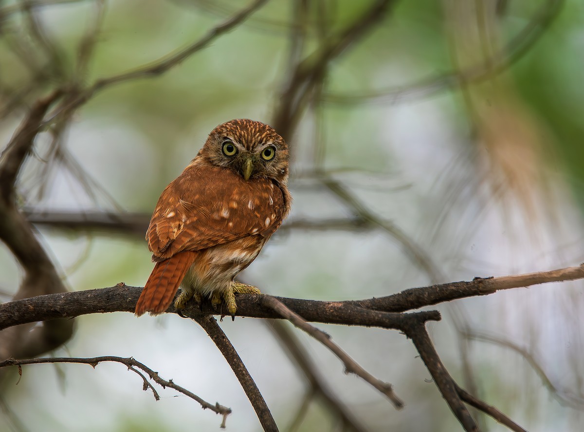 Peruvian Pygmy-Owl - José Antonio Padilla Reyes