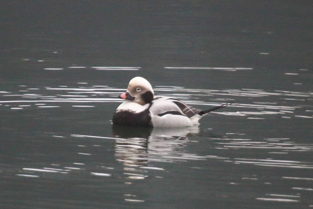 Long-tailed Duck - ML612755305
