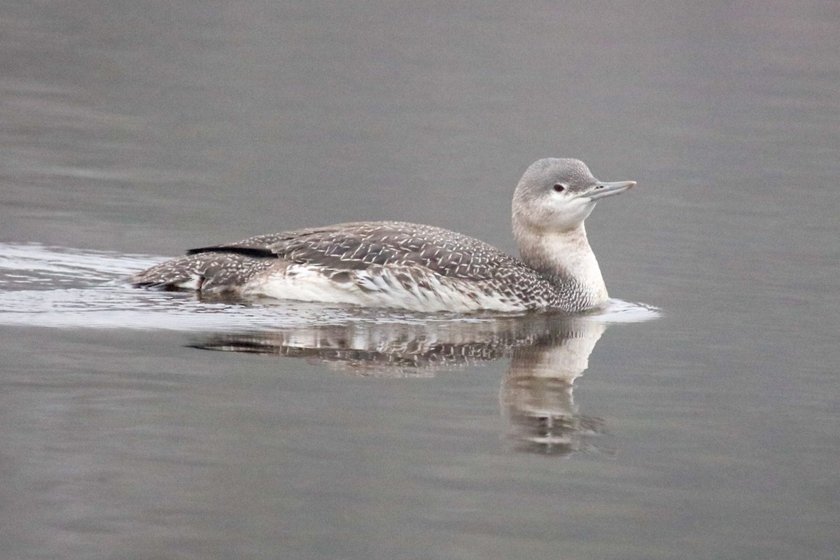 Red-throated Loon - ML612755318