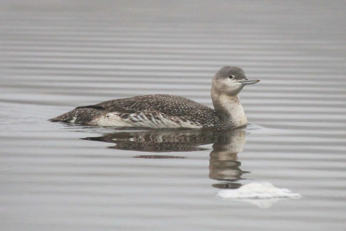 Red-throated Loon - Graham Williams