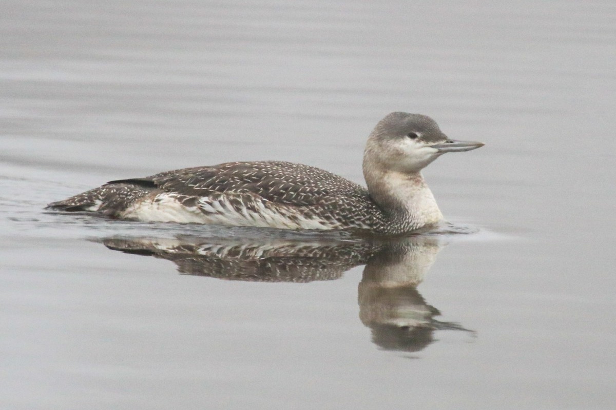 Red-throated Loon - Graham Williams
