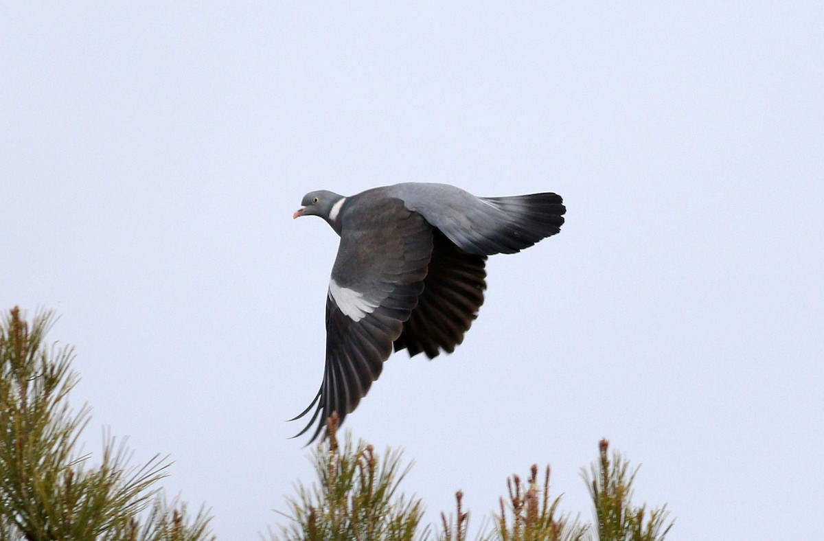 Common Wood-Pigeon - ML612755395