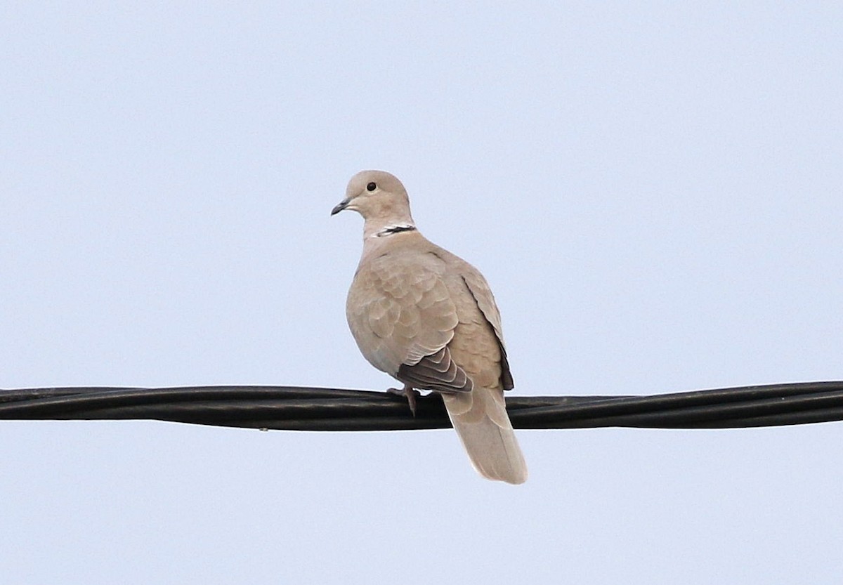 Eurasian Collared-Dove - ML612755405