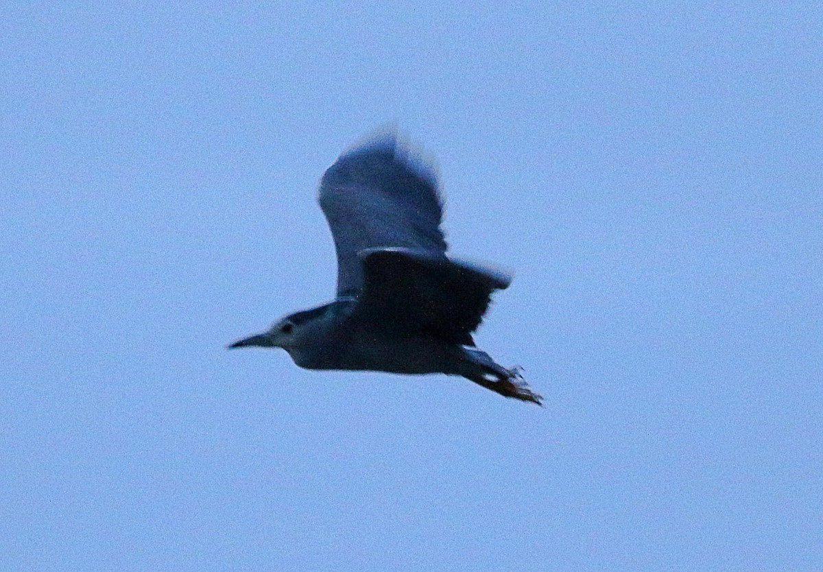 Black-crowned Night Heron - ML612755465