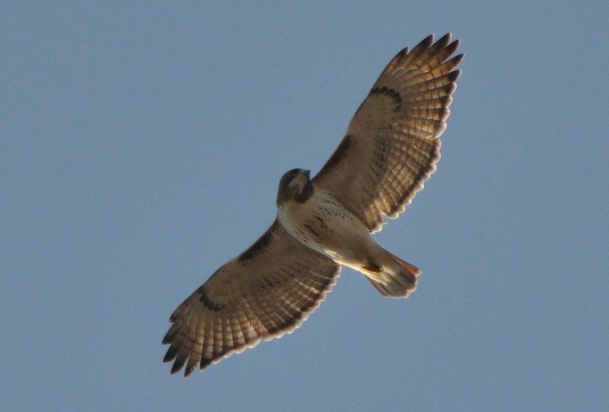 Red-tailed Hawk - ML612756271