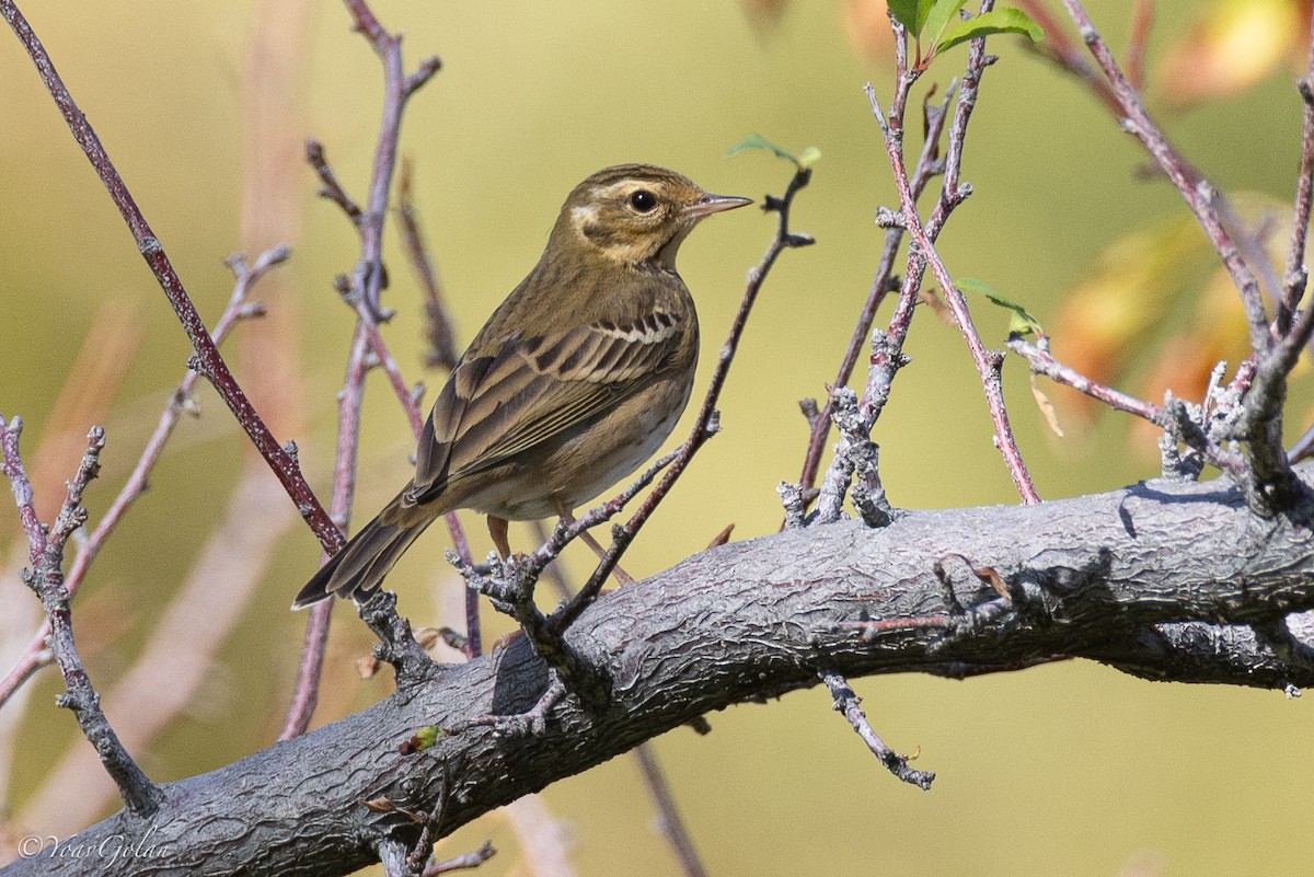Olive-backed Pipit - ML612756667