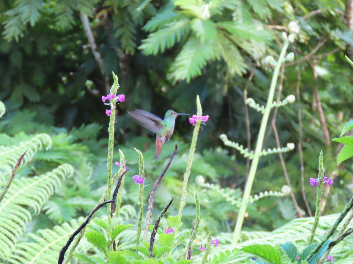 Rufous-tailed Hummingbird - ML612756911