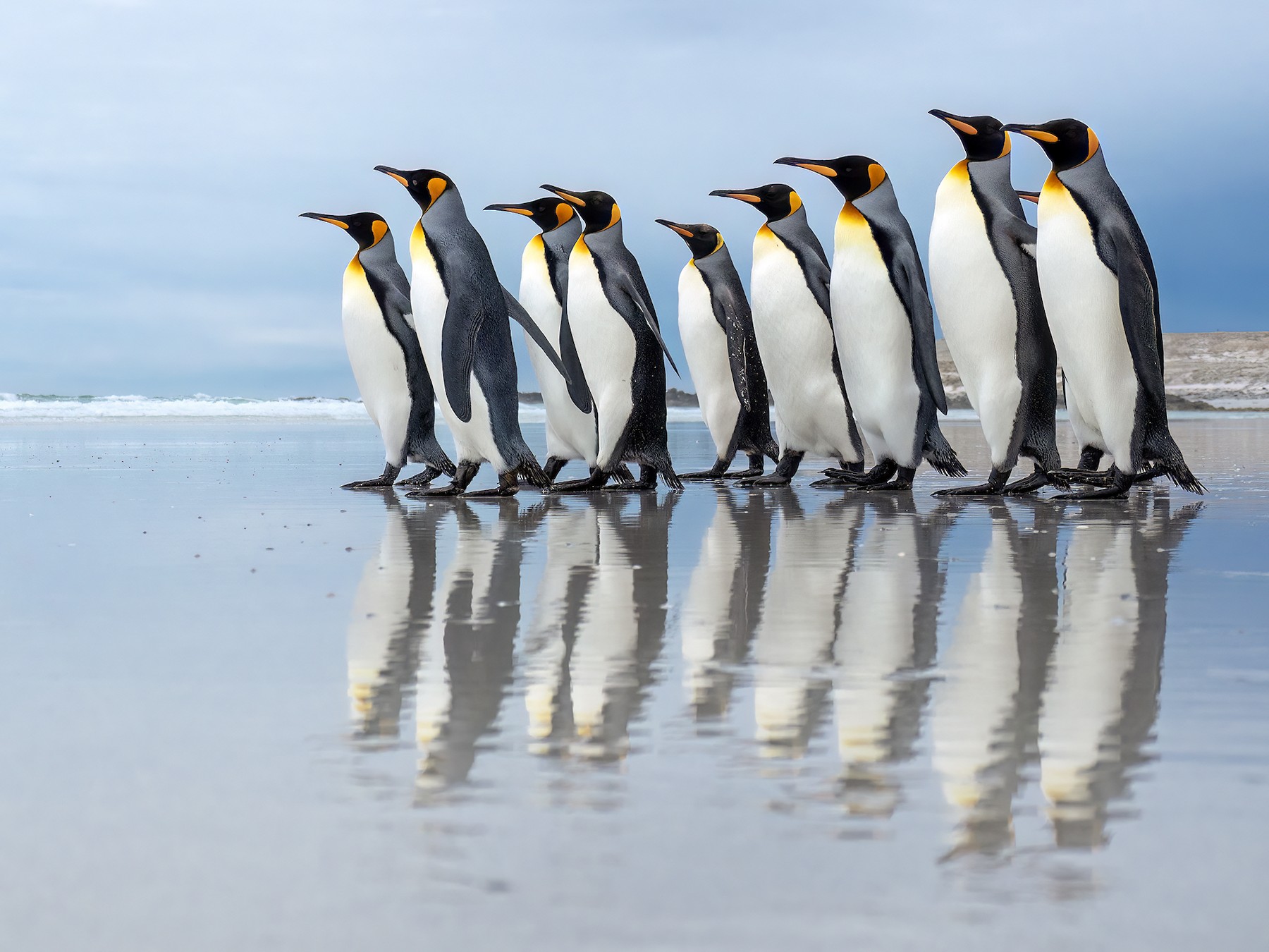 King Penguin - eBird