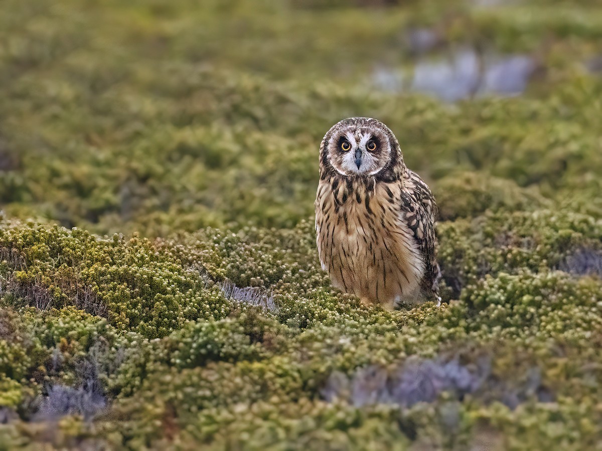 Short-eared Owl - ML612757505